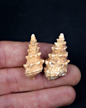 Conjunto Cerithium agatizados