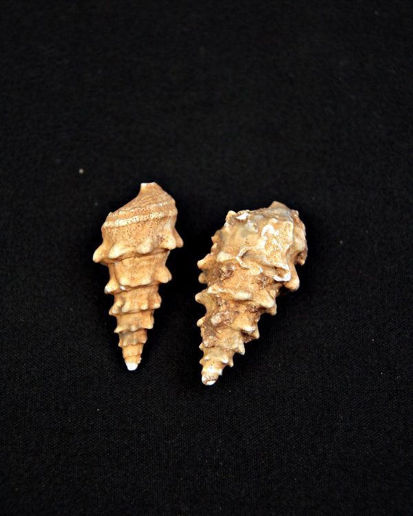 SONY DSC Conjunto Cerithium agatizados