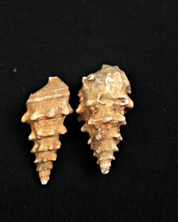 SONY DSC Conjunto Cerithium agatizados