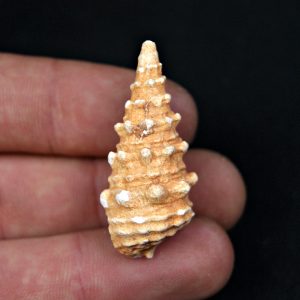 Cerithium agatizado
