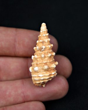 Cerithium agatizado