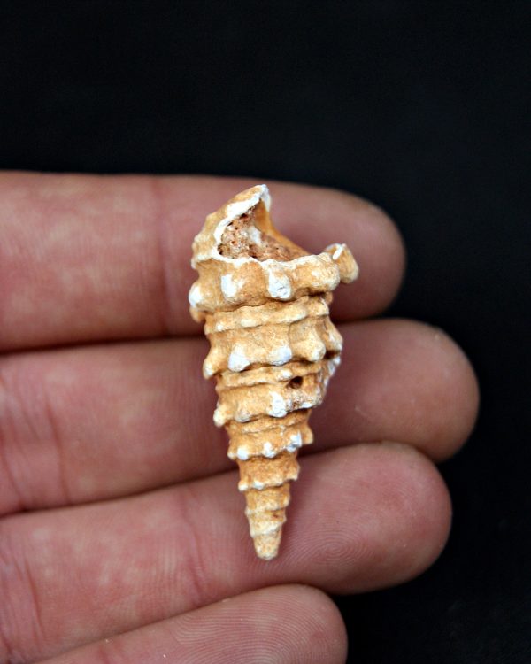 SONY DSC Cerithium agatizado