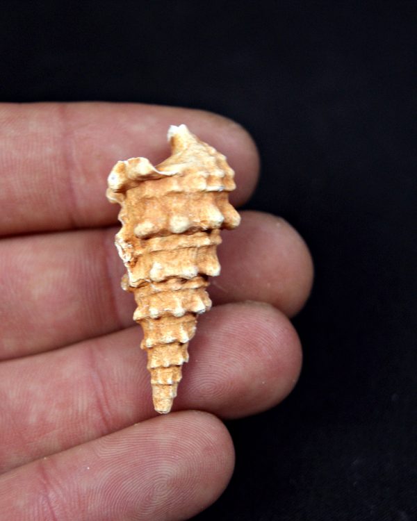 SONY DSC Cerithium agatizado