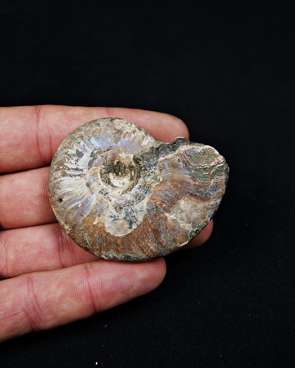 Amonite iridiscente Cleoniceras