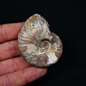 Amonite iridiscente Cleoniceras