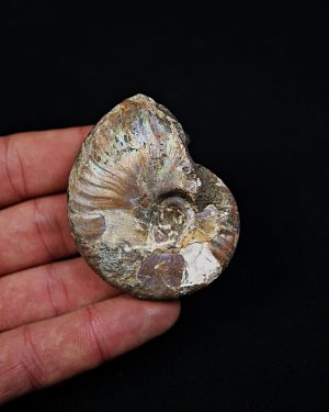 Amonite iridiscente Cleoniceras