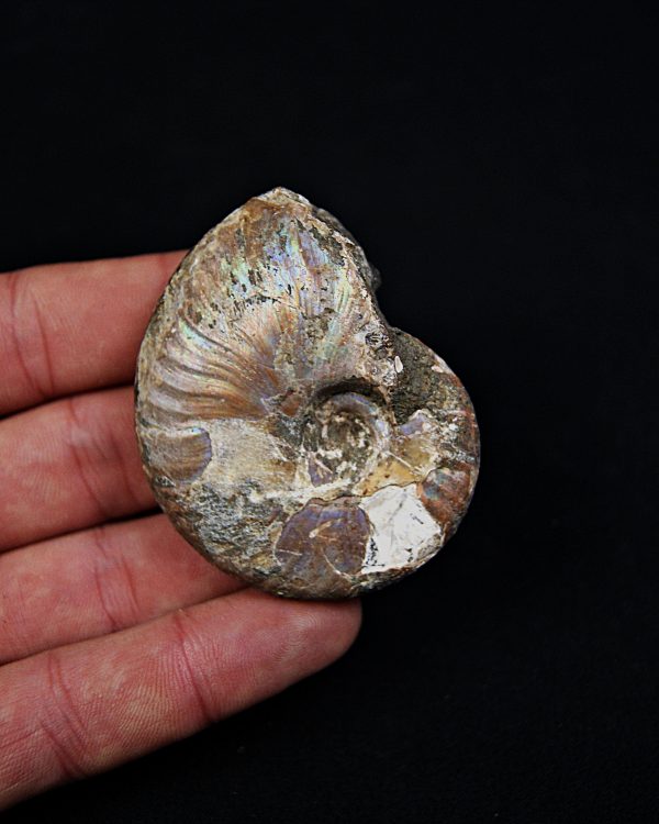 Amonite iridiscente Cleoniceras