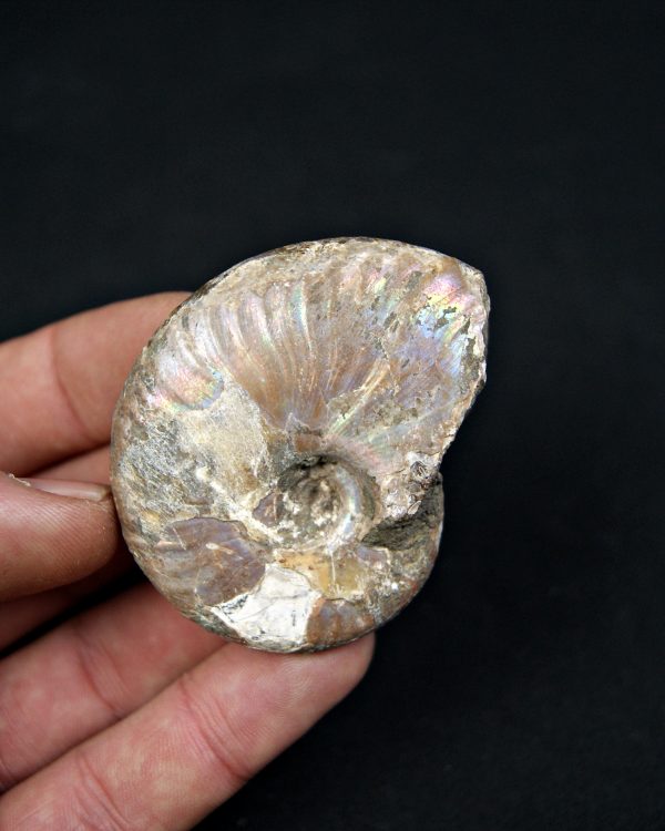 Amonite iridiscente Cleoniceras