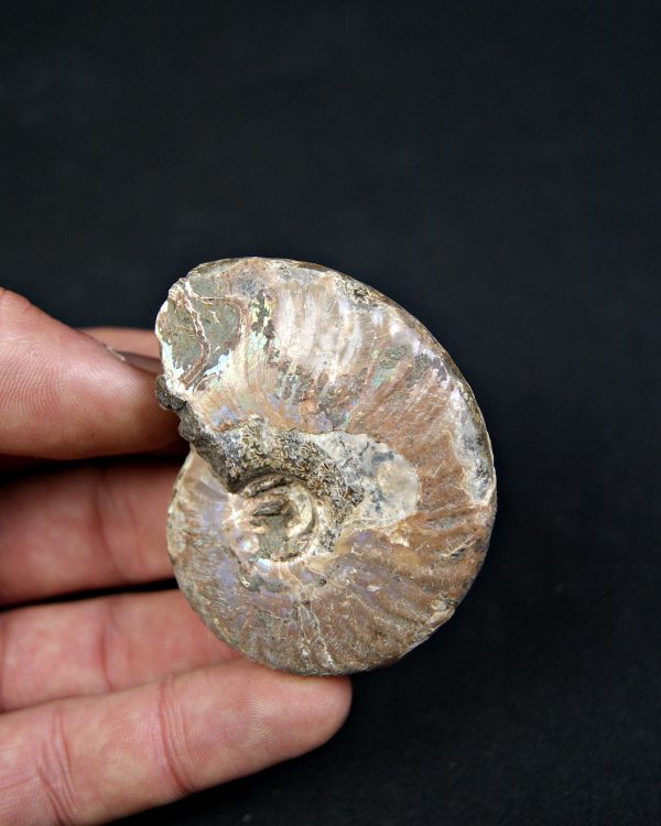 Amonite iridiscente Cleoniceras