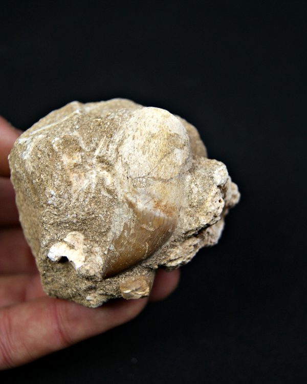 Matriz con dientes de Mosasaurus