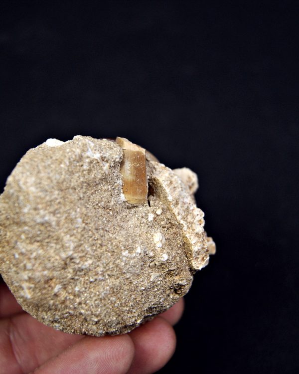 Matriz con dientes de Mosasaurus