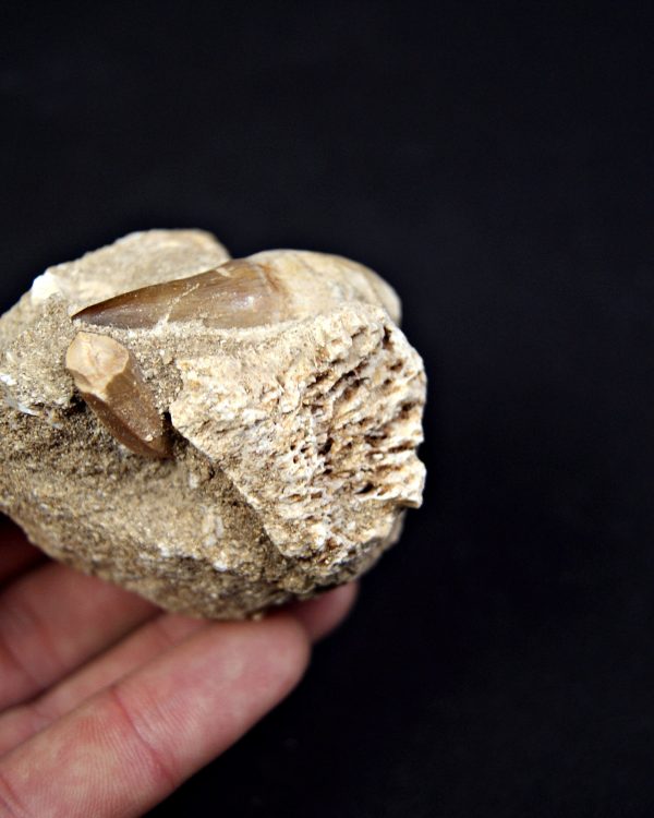 Matriz con dientes de Mosasaurus