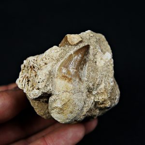 Matriz con dientes de Mosasaurus