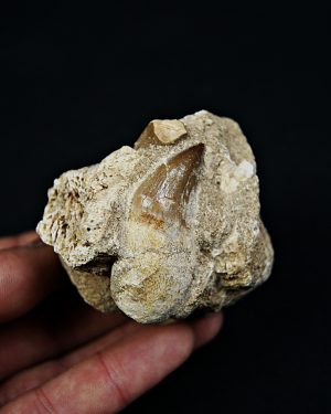 Matriz con dientes de Mosasaurus