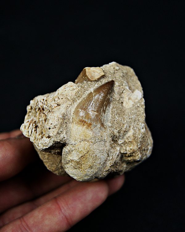 Matriz con dientes de Mosasaurus