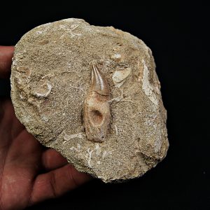 Matriz Eremiasaurus heterodontus