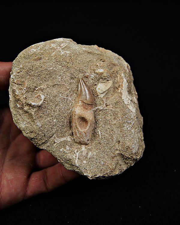 Matriz Eremiasaurus heterodontus