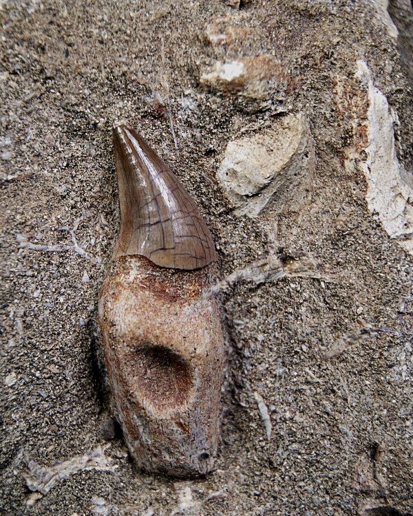 Matriz Eremiasaurus heterodontus