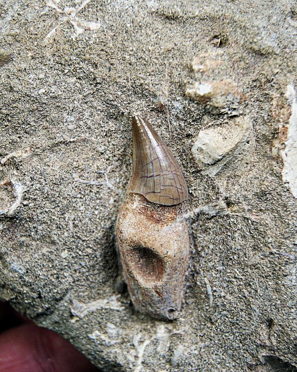 Matriz Eremiasaurus heterodontus