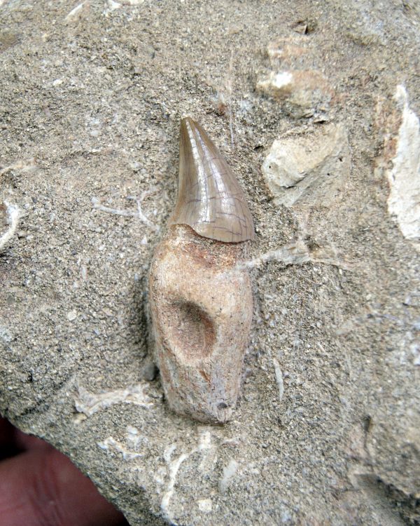 Matriz Eremiasaurus heterodontus