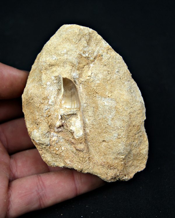 Mosasaurus Eremiasaurus heterodontus