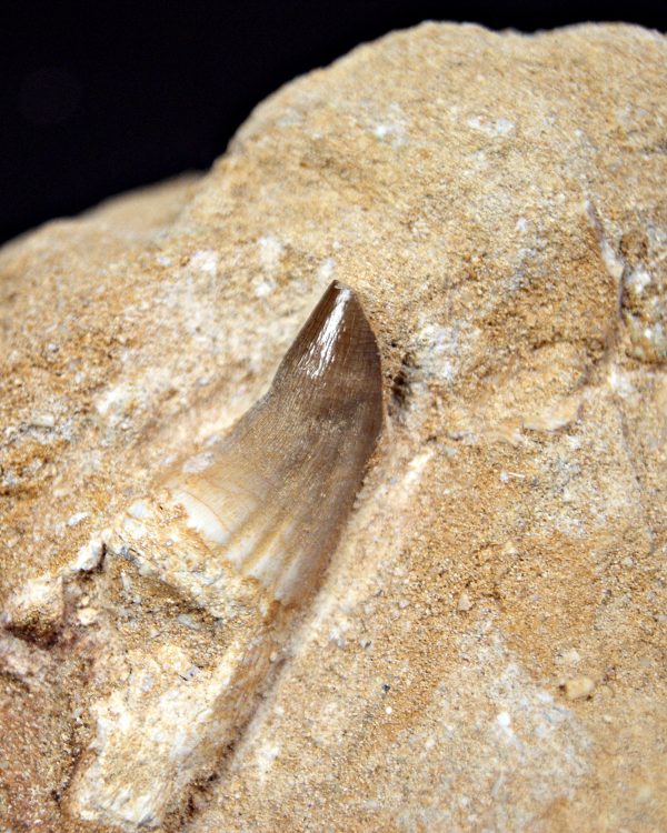 Mosasaurus Eremiasaurus heterodontus