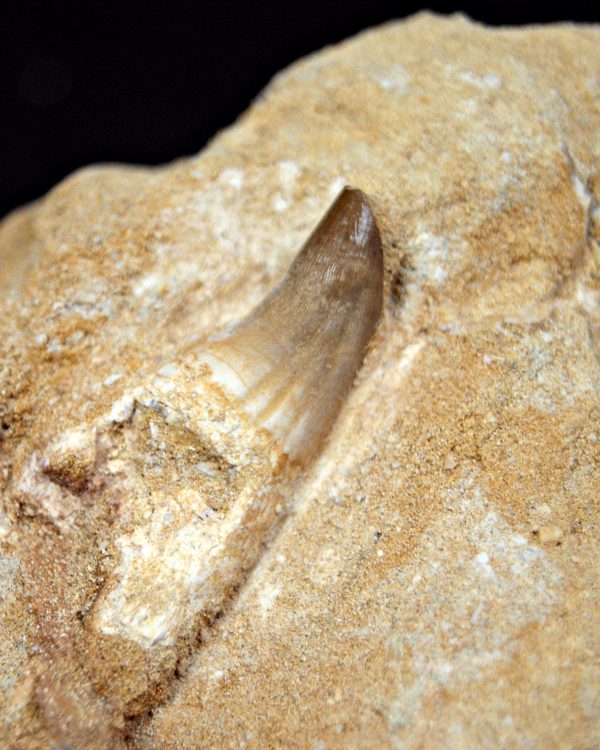 Mosasaurus Eremiasaurus heterodontus