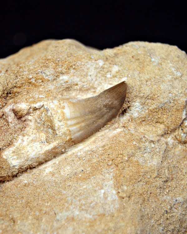 Mosasaurus Eremiasaurus heterodontus