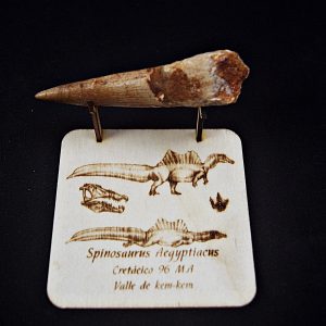 Diente de Spinosaurio