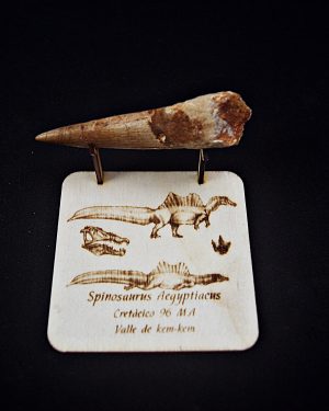 Diente de Spinosaurio