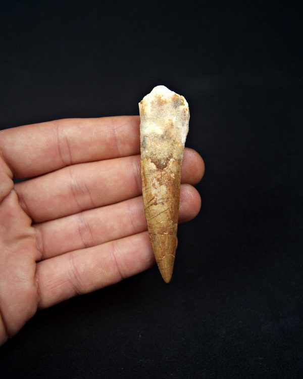 Diente de Spinosaurio