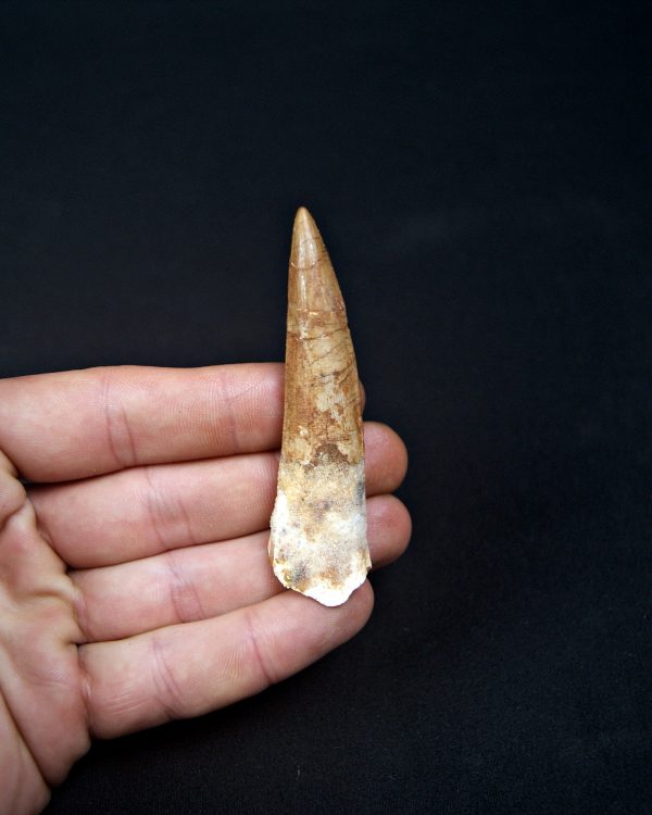 Diente de Spinosaurio