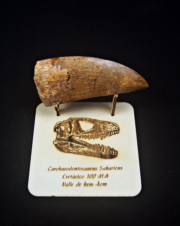 Enorme Carcharodontosaurus saharicus