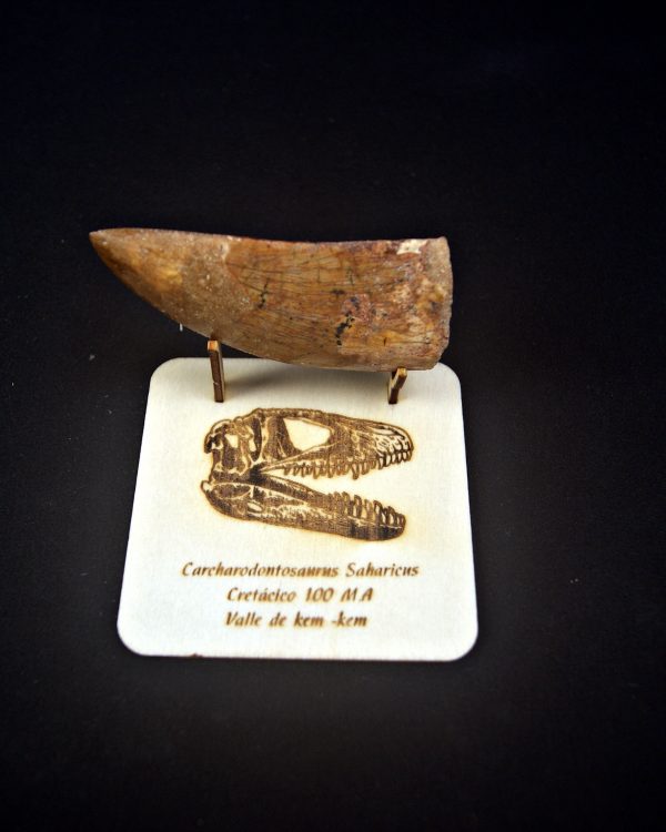 Enorme Carcharodontosaurus saharicus