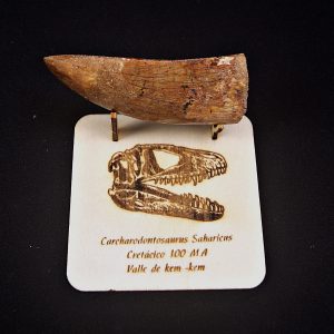 Enorme Carcharodontosaurus saharicus