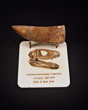 Enorme Carcharodontosaurus saharicus