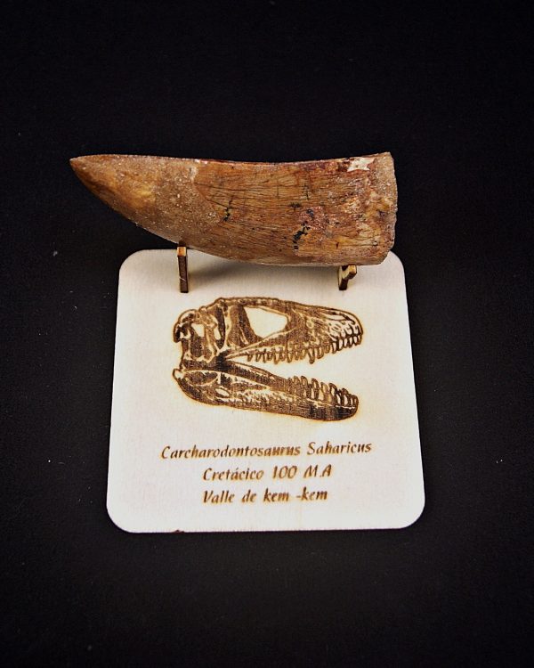 Enorme Carcharodontosaurus saharicus