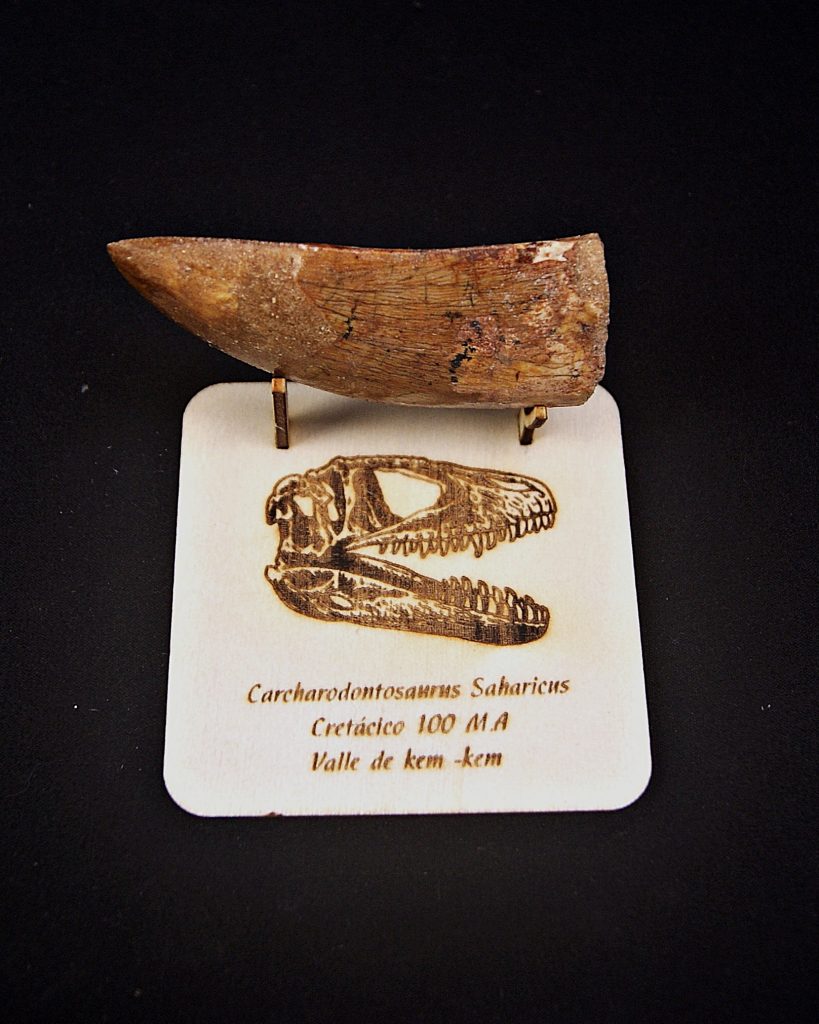 Enorme Carcharodontosaurus saharicus