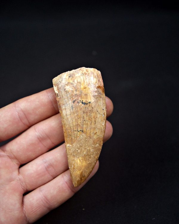 Enorme Carcharodontosaurus saharicus