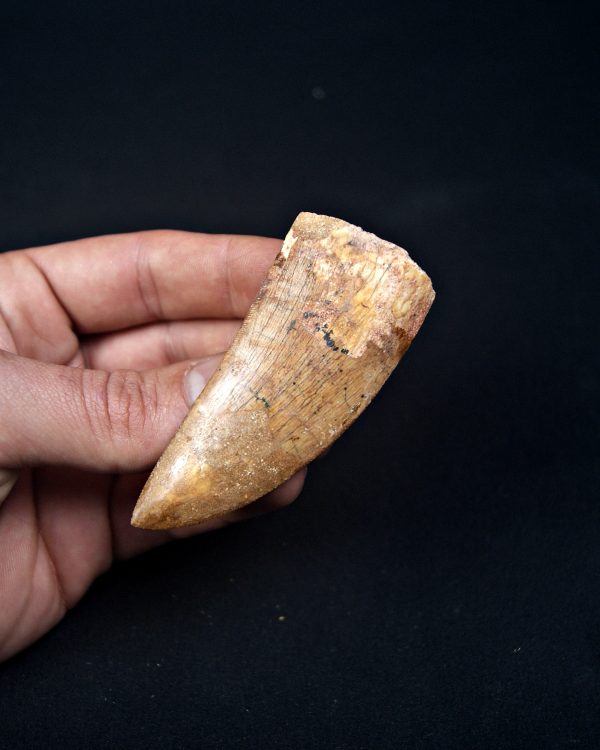 Enorme Carcharodontosaurus saharicus