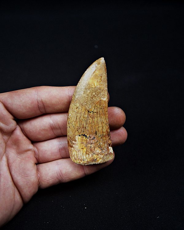 Enorme Carcharodontosaurus saharicus