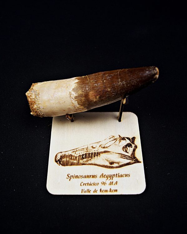 Enorme diente Spinosaurus aegyptiacus