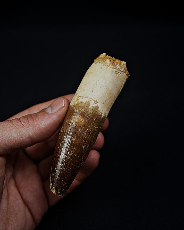 Enorme diente Spinosaurus aegyptiacus