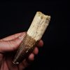 Enorme diente Spinosaurus aegyptiacus