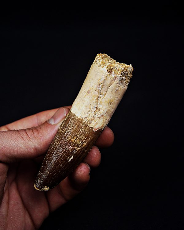 Enorme diente Spinosaurus aegyptiacus