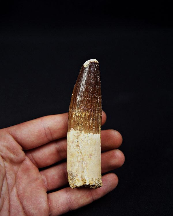 Enorme diente Spinosaurus aegyptiacus