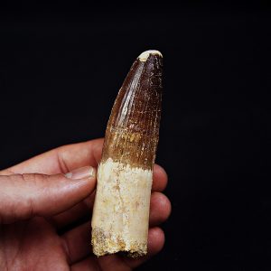 Enorme diente Spinosaurus aegyptiacus