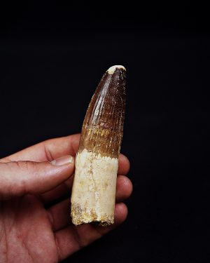 Enorme diente Spinosaurus aegyptiacus