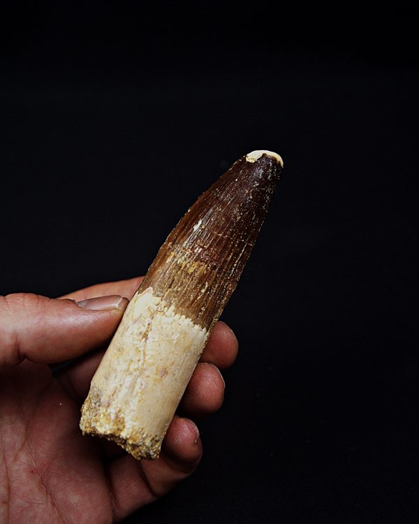 Enorme diente Spinosaurus aegyptiacus