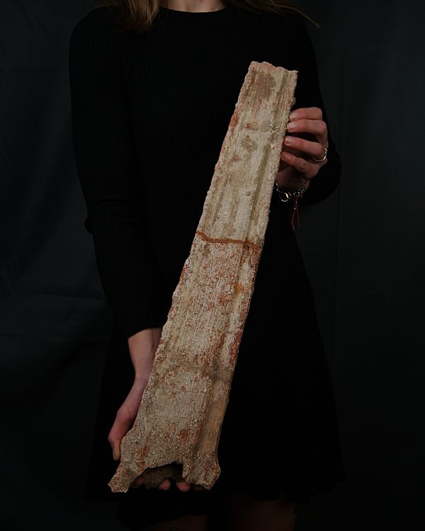 Tribuna Onchopristis numidus